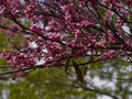 Cercis occidentalis-3 Judaszowiec zachodni